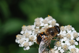 Eristalis tenax